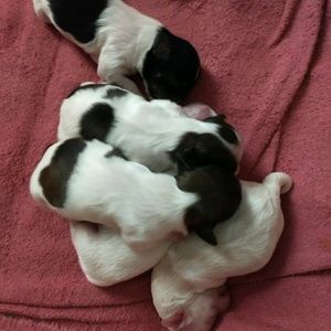 Meet your Posher, Marcheta